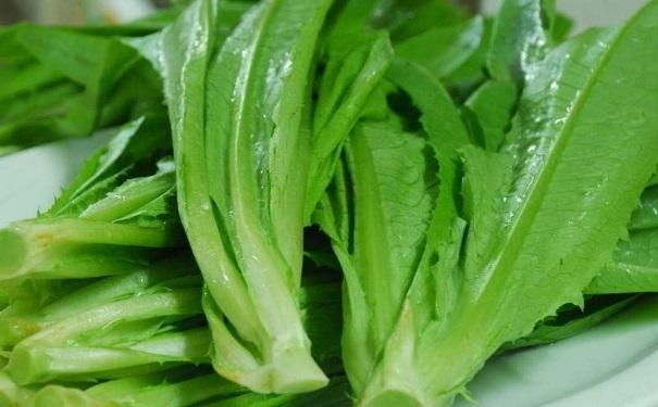 [图] 油麦菜是一种较为常见的蔬菜食物,因为其简单的食用方式,加上