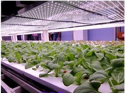 有机蔬菜投资多少钱?有机蔬菜种植加盟就选中农共信-3158辽宁分站