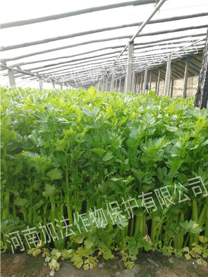 加法满分真不错!芹菜增产全靠它!