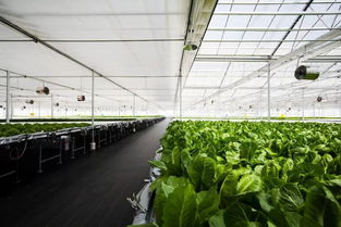 品控黑科技 央视财经频道 消费主张 探访京东植物工厂