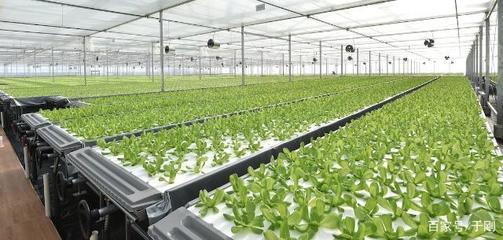 国内最大植物工厂投产,蔬菜喝营养液年产19茬,比有机蔬菜更便宜