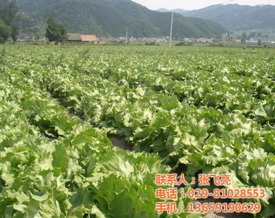 西安蔬菜配送公司 图 、西安蔬菜配送厂家、蔬菜配送