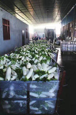 一棵蔬菜的旅程:直击广东蔬菜供应全链条