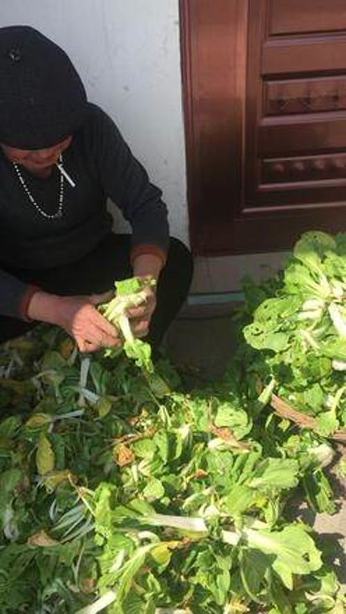 全是 眼蔬菜,良心商家 优质农产品 纯天然绿色蔬菜