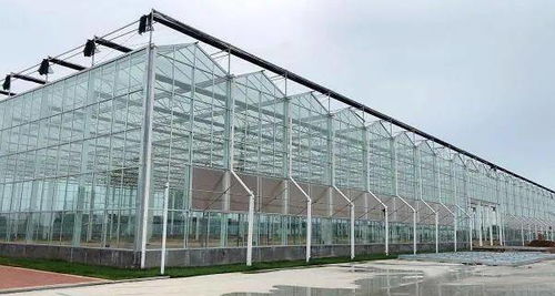 寿光 阿里数字化蔬菜工厂育苗投产 预计亩产提高4 6倍