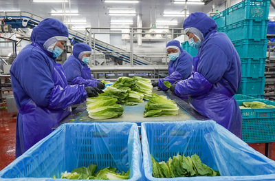 江苏海门:农业提档升级 助力乡村振兴