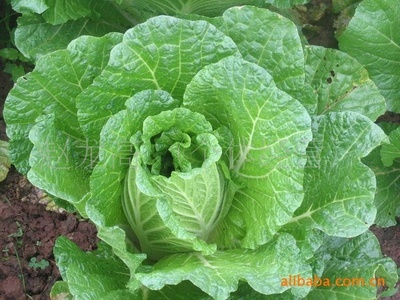 【供应厂家直销新鲜香菜薄利多销】价格,厂家,图片,叶菜类,莱芜市莱城区润宇农副产品购销站-